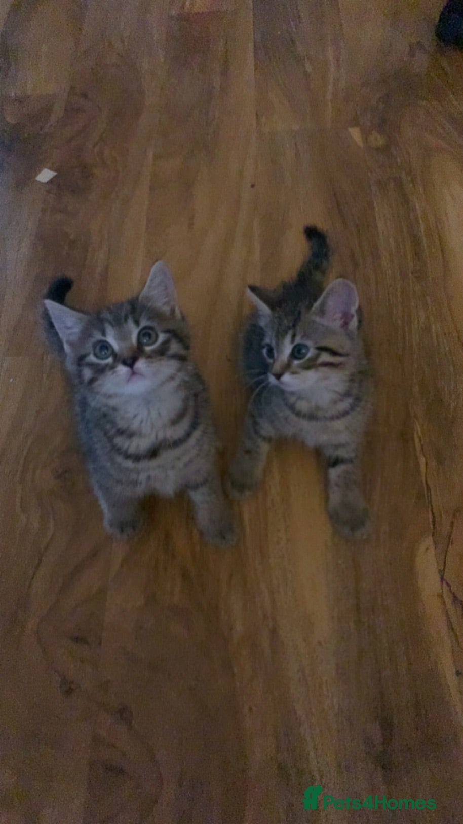 Mixed Breed cats 4 loving kittens looking for there forever home - Advert 2