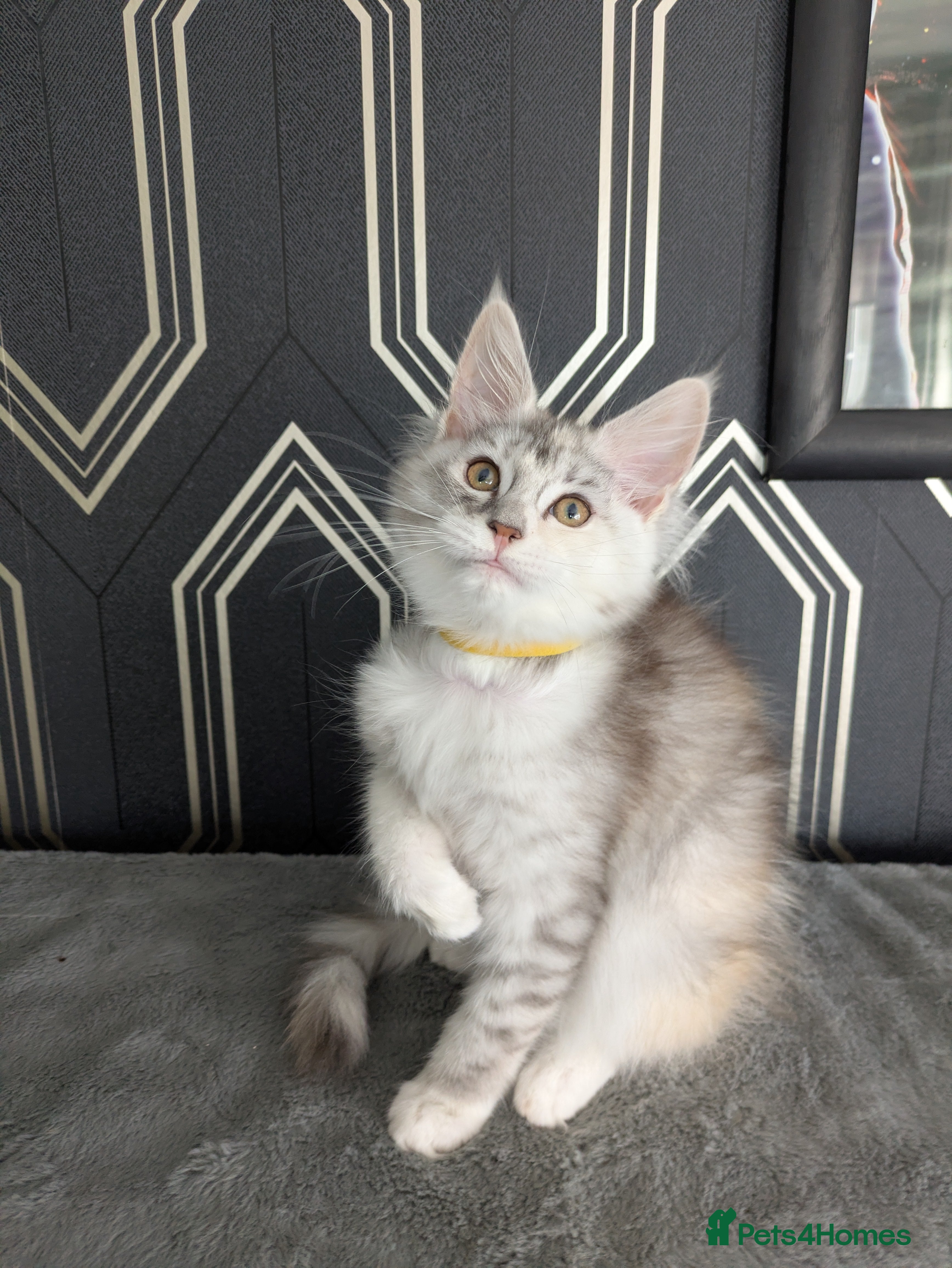 Maine Coon cats 2 beautiful girls Full pedigree Maine coon kittens - Advert 11