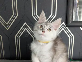 Maine Coon cats 2 beautiful girls Full pedigree Maine coon kittens - Advert 11