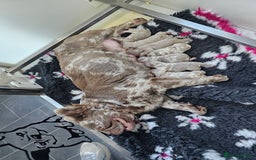 French Bulldog dogs for sale: French Bulldog Visual fluffies - Advert 2