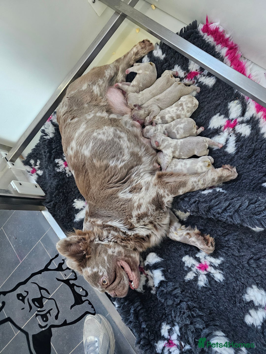 French Bulldog dogs for sale: French Bulldog Visual fluffies - Advert 2