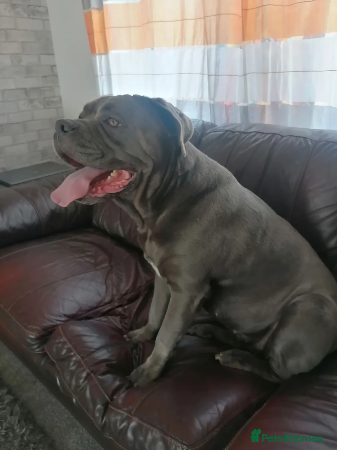 Cane Corso dogs for sale: Cane corso female  in Redhill - Advert 2