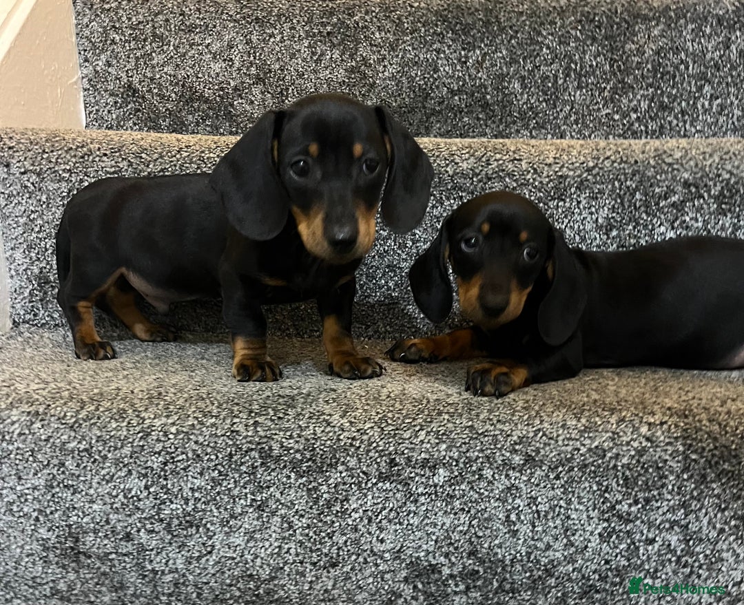 Miniature Dachshund dogs for sale: Miniature dachshund puppies  - Advert 6