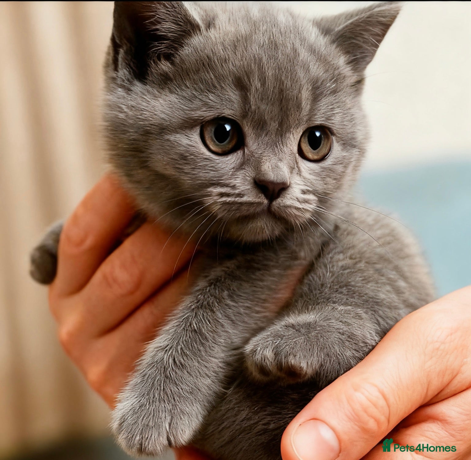 British Shorthair cats 🏆CHAMPION BLOODLINES🏆.British Shorthair Kittens. - Advert 12