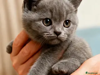 British Shorthair cats 🏆CHAMPION BLOODLINES🏆.British Shorthair Kittens. - Advert 12