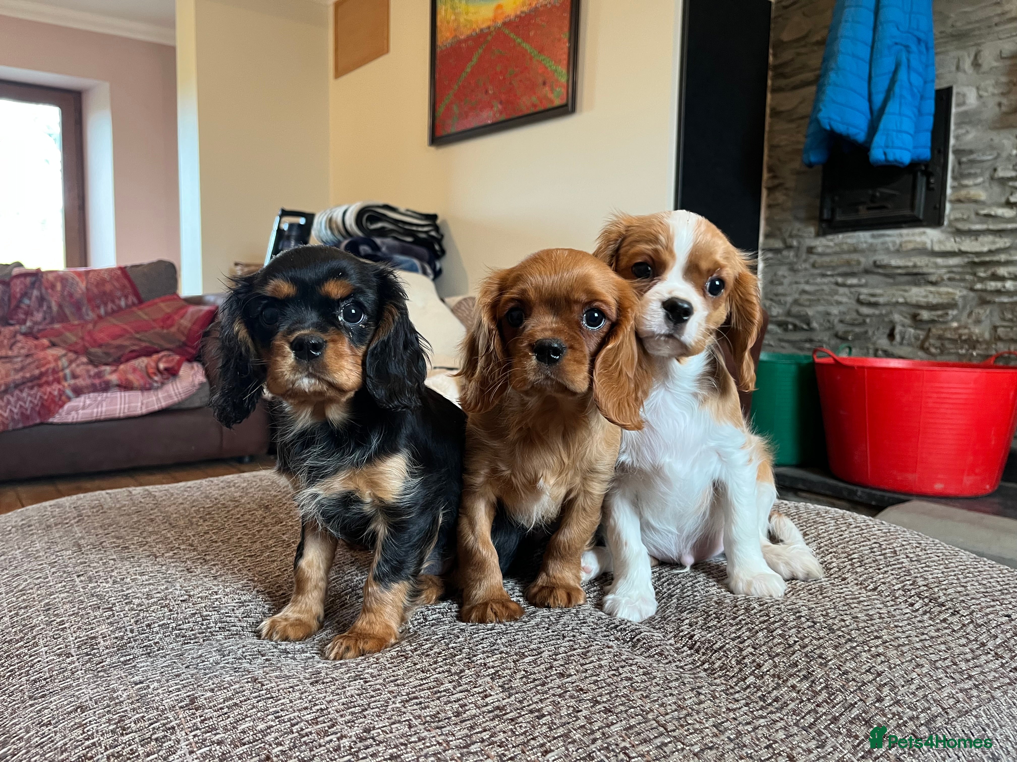 Cavalier King Charles Spaniel dogs Health tested KC REG cavalier King Charles  - Advert 3