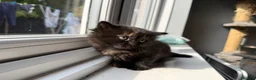 Mixed Breed cats for sale: 2 beautiful kittens for sale  - Advert 4