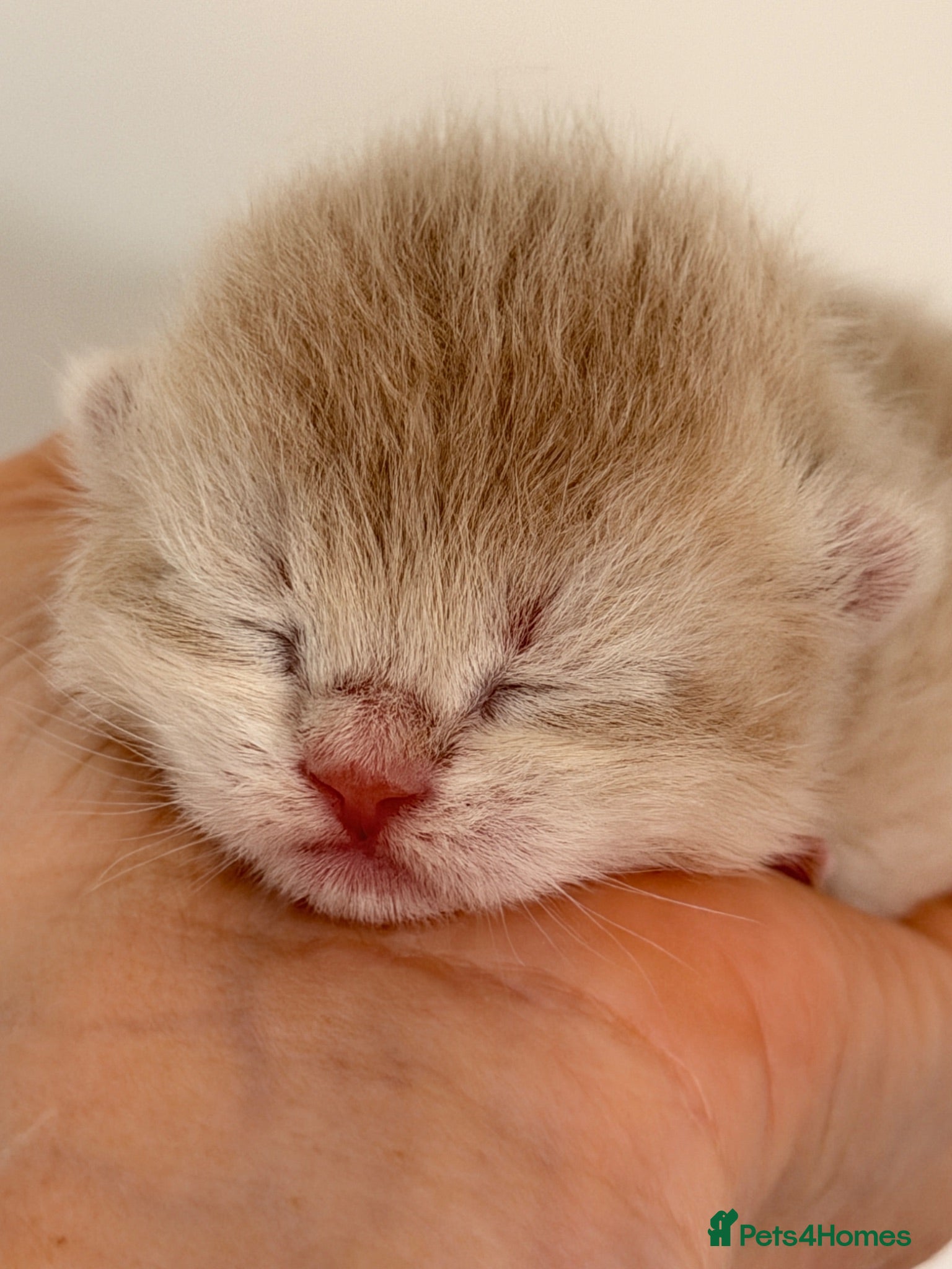 British Shorthair cats BSH Golden kittens Ecx show quality, Tica reg  - Advert 2