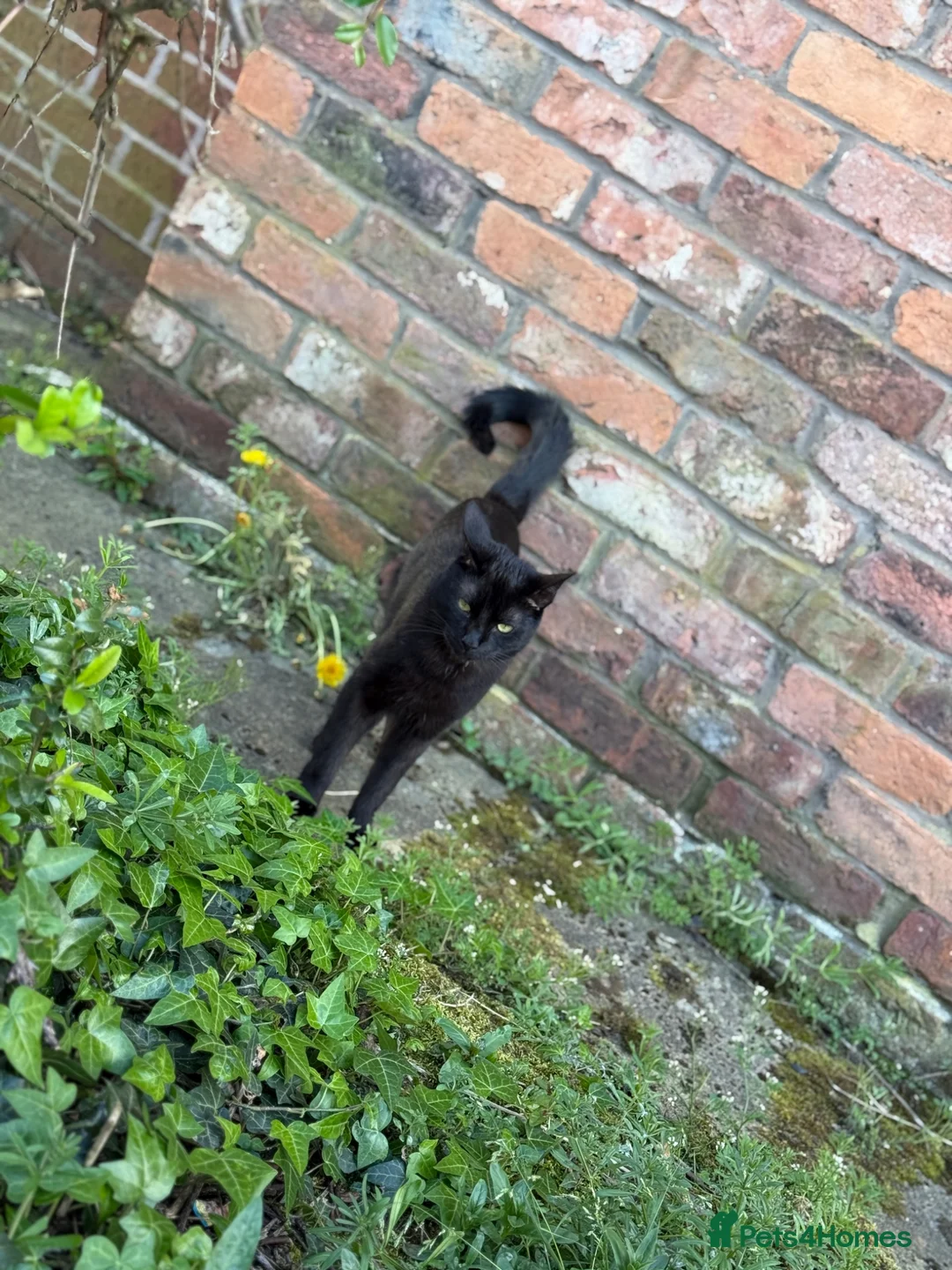 Mixed Breed cats for sale: Cats  - Advert 1