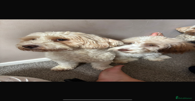 Cockapoo dogs - Advert 10