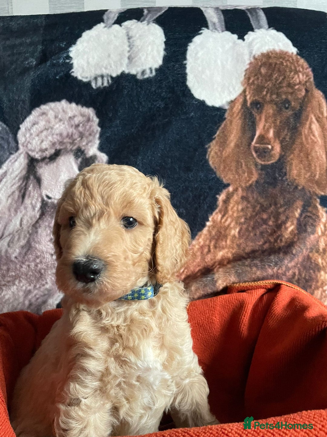 Standard Poodle dogs for sale: Beautiful standard poodle puppies - Advert 6