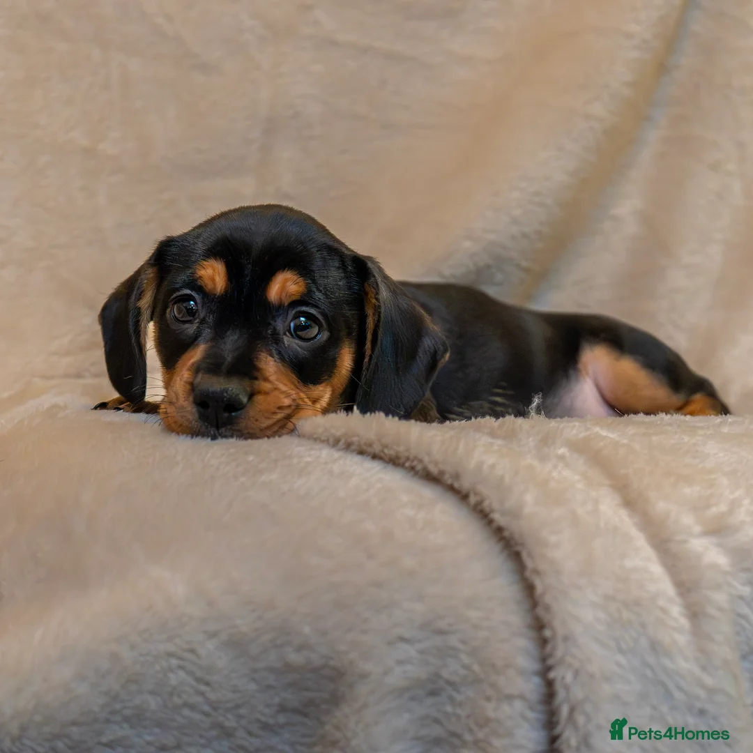 Mixed Breed dogs for sale: French Bull Wieners  - Advert 12