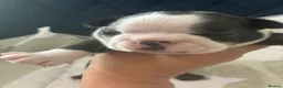 Boston Terrier dogs for sale: Boston for sale - Advert 10