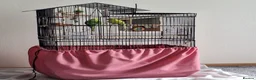 Budgerigars birds for sale: A pair of budgies in Basingstoke - Advert 4