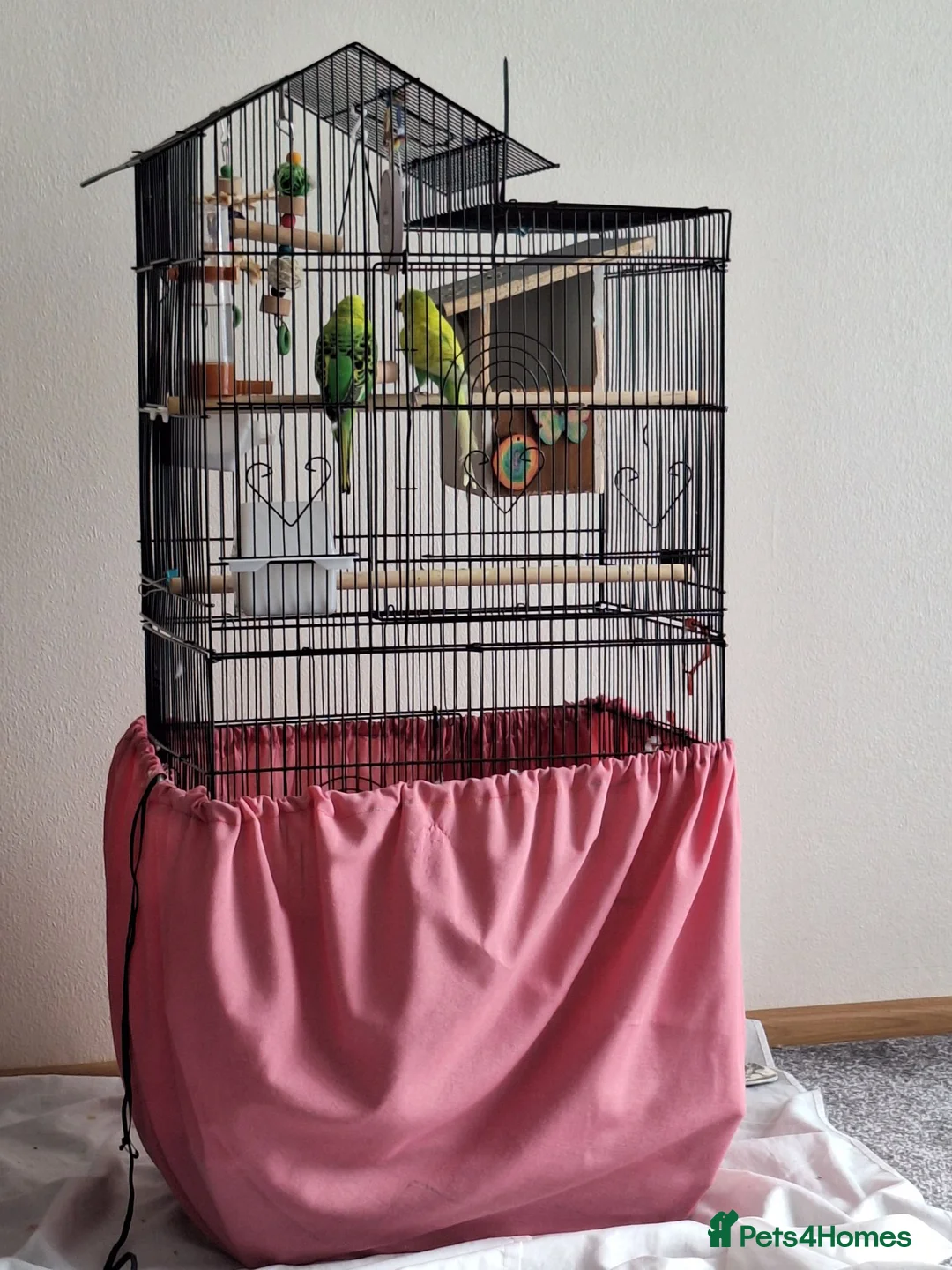 Budgerigars birds for sale: A pair of budgies in Basingstoke - Advert 4