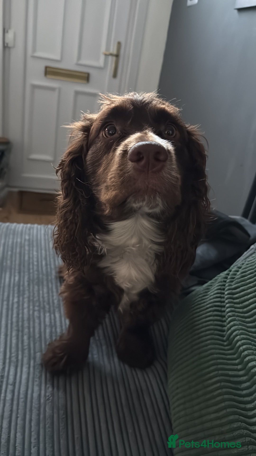 Cocker Spaniel dogs for sale: Oliver the Cocker Spaniel - Advert 5