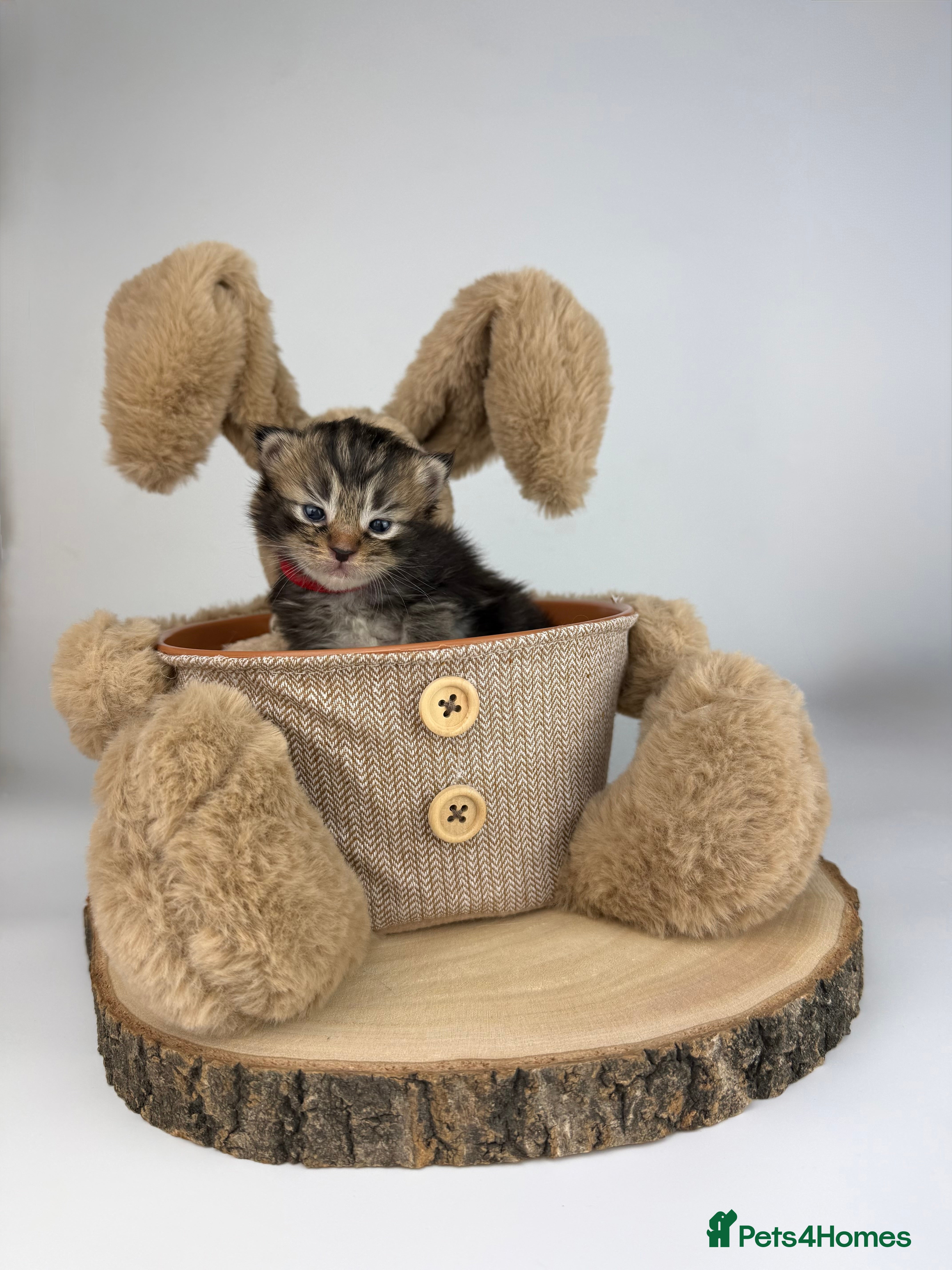 Ragcoon cats 🤍QUALITY RAGCOON KITTENS | HEALTH-TESTED PARENTS - Advert 1