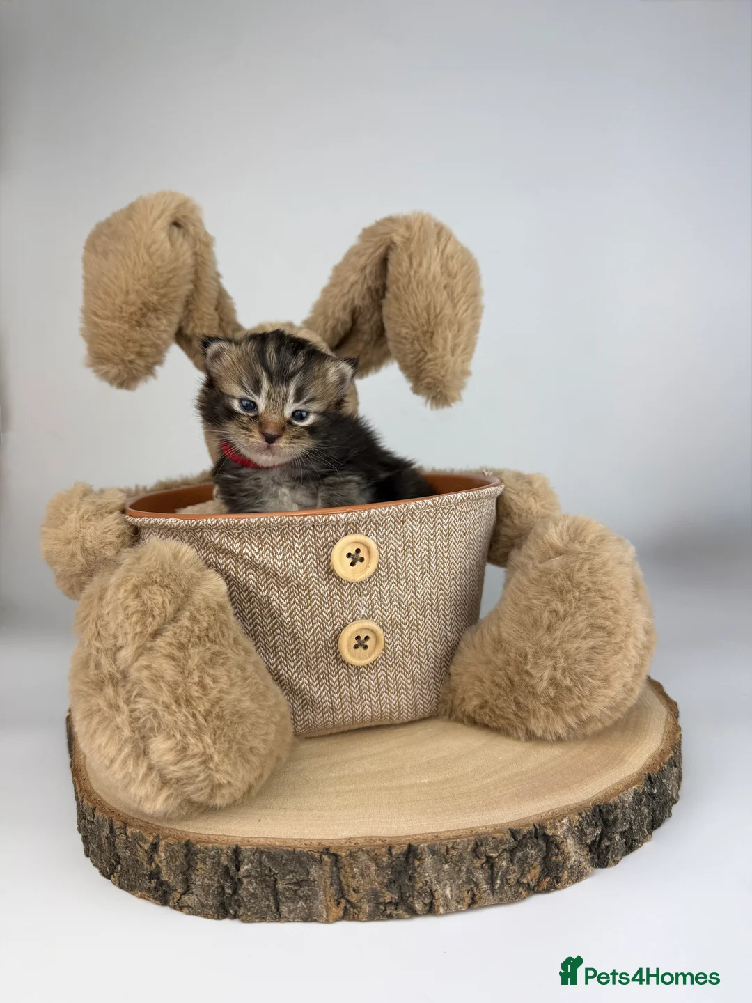 Ragcoon cats for sale: 🤍 RAGDOLL X MC KITTENS | HEALTH-TESTED PARENTS - Advert 1