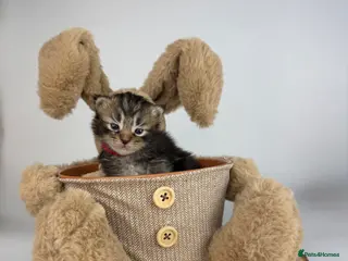 Ragcoon cats 🤍QUALITY RAGCOON KITTENS | HEALTH-TESTED PARENTS - Advert 15