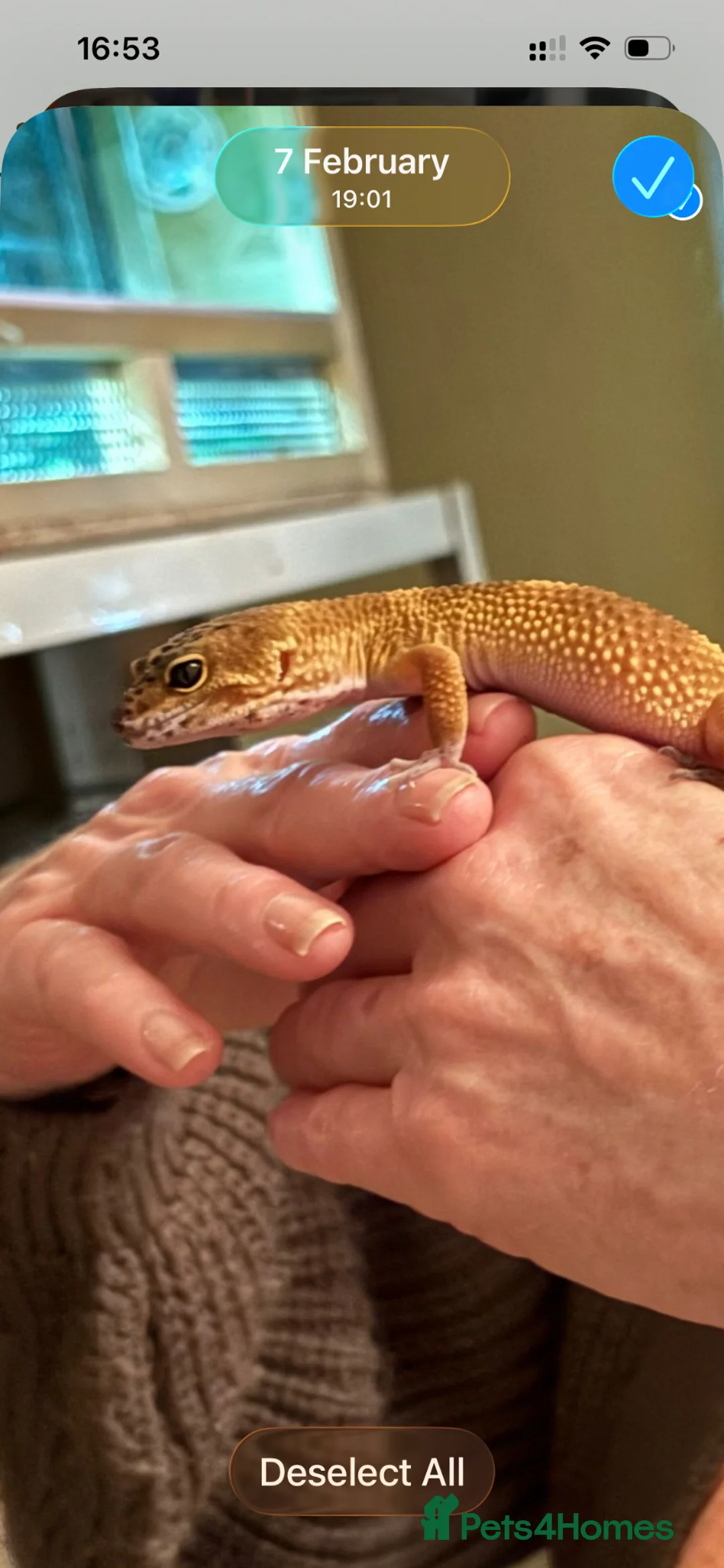 Gecko reptiles for sale: Mandarin Leopard Ghecko - Advert 1