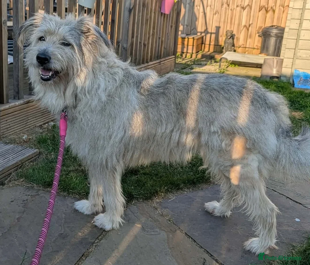 Mixed Breed dogs for adoption: Bindi needs a loving home  in Aberdeen - Advert 7