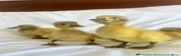 Ducks poultry for sale: Ducklings for sale - Advert 4