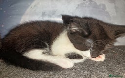 Mixed Breed cats for sale: 2 kittens for sale - Image 3