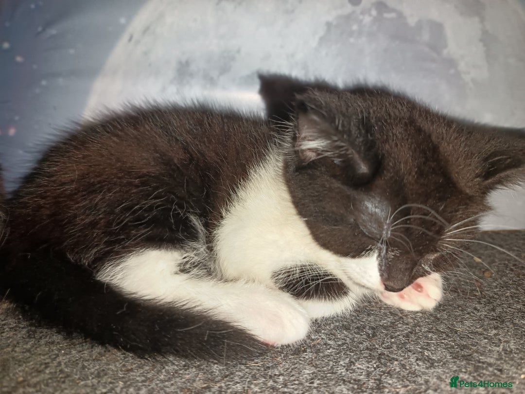 Mixed Breed cats for sale: 2 kittens for sale - Image 3