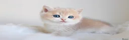British Shorthair cats for sale: Champion bloodline Exclusive Babies  - Advert 4