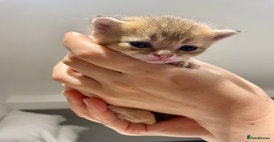 British Shorthair cats Chunky British shorthair  - Advert 5