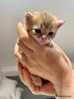 British Shorthair cats Chunky British shorthair - Advert 5