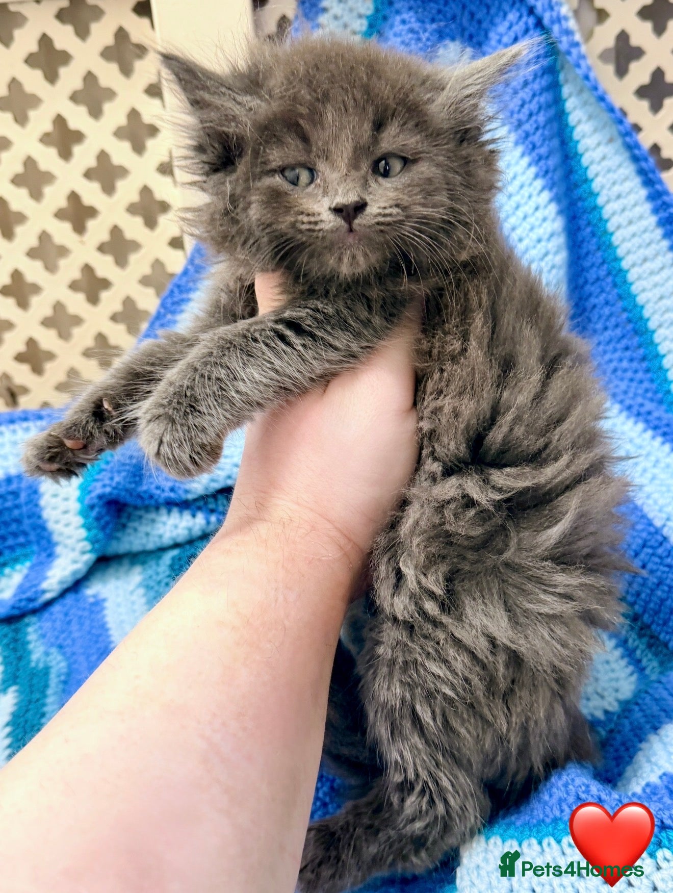 Maine Coon cats 💠 MAINE COON X RAGDOLL *PARENTS HEALTH TESTED* 💠 - Advert 1