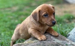 Mixed Breed dogs for sale: Gorgeous Jack Russell x Norfolk terrier pups  - Image 3