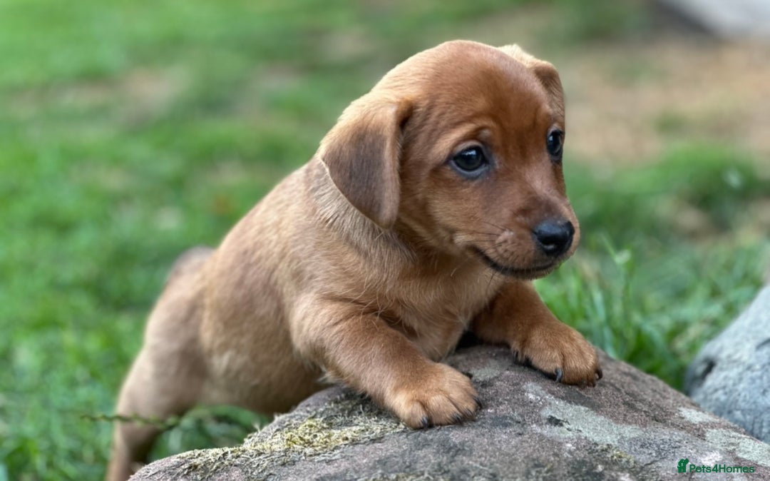 Mixed Breed dogs for sale: Gorgeous Jack Russell x Norfolk terrier pups  - Image 3