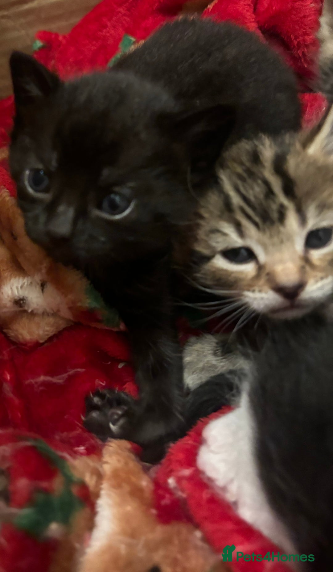 Bengal cats for sale: Bengal kittens  - Advert 11