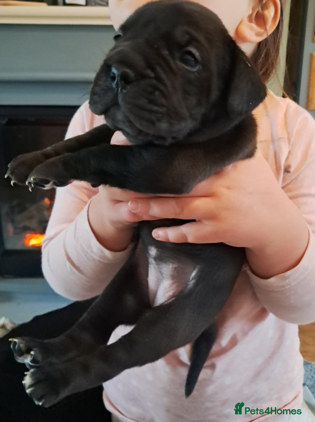 Mixed Breed dogs for sale: Frenchbulldog cross puppies  - Image 1