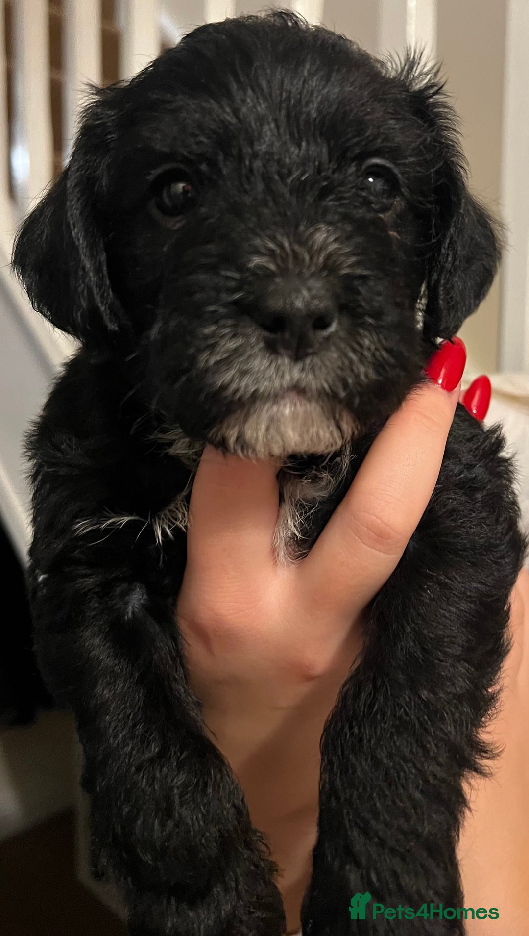 Mixed Breed dogs for sale: Meet our Beautiful Little Frockers ! - Image 7
