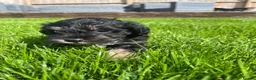 Schnoodle dogs for sale: Gorgeous Schnoodle Puppies  - Advert 3