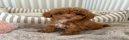 Maltipoo dogs for sale: 5🌟Korean maltipoo puppies health tested - Advert 22