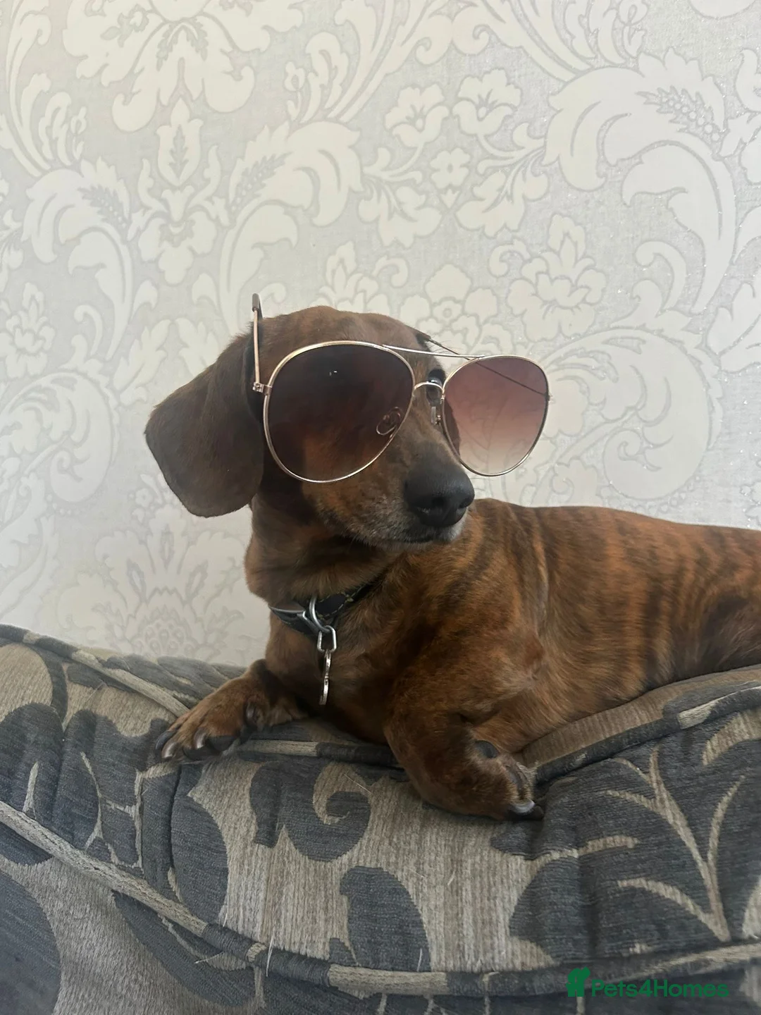 Dachshund dogs for stud: Kc reg proven mini dashound stud dog - Advert 2