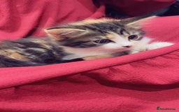 Mixed Breed cats for sale: Maximum  - Image 5