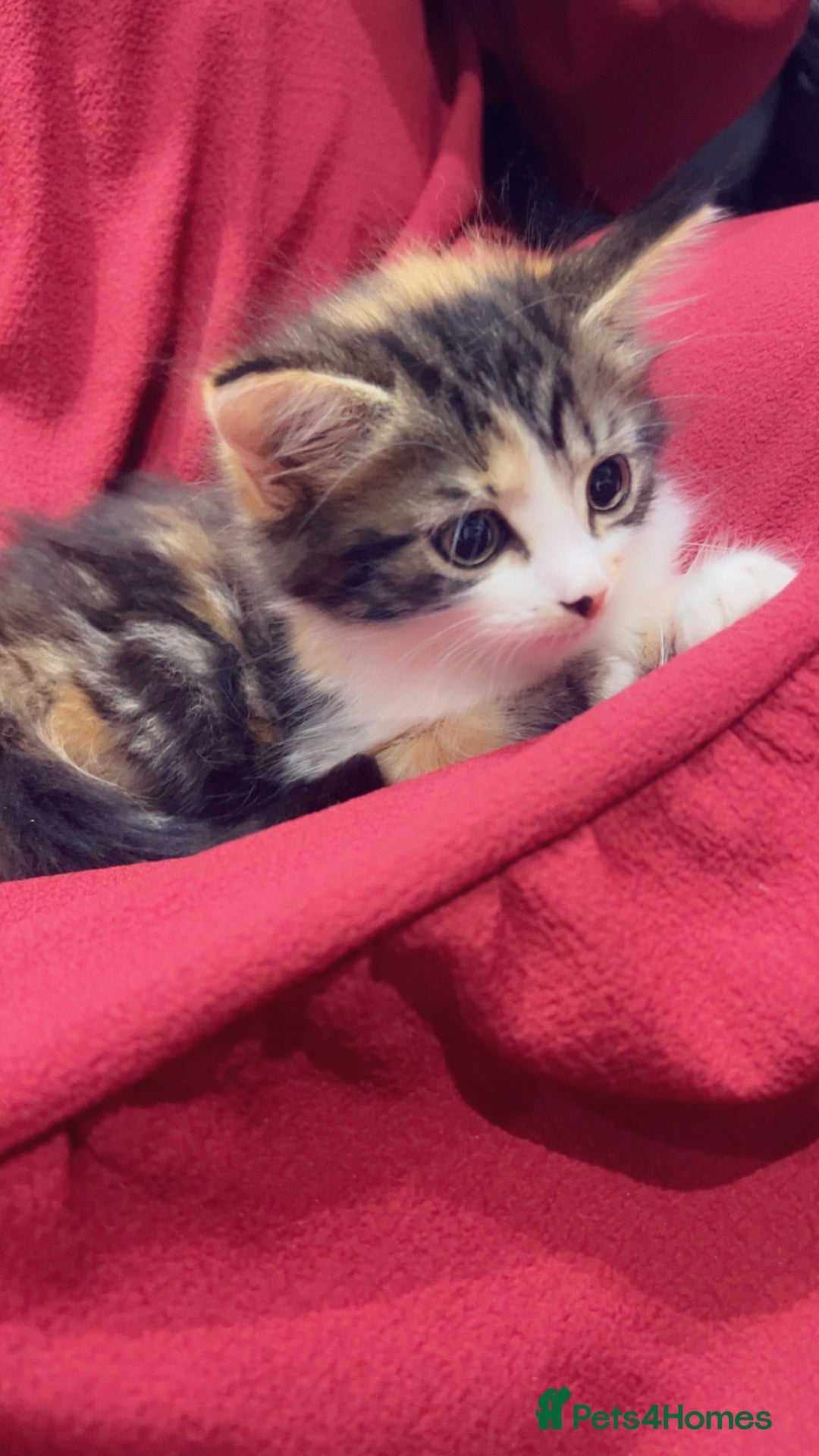 Mixed Breed cats for sale: Maximum  - Image 5