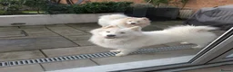 Samoyed dogs for sale: Beautiful Samoyed Echo – 1 Year 11 months - Advert 6