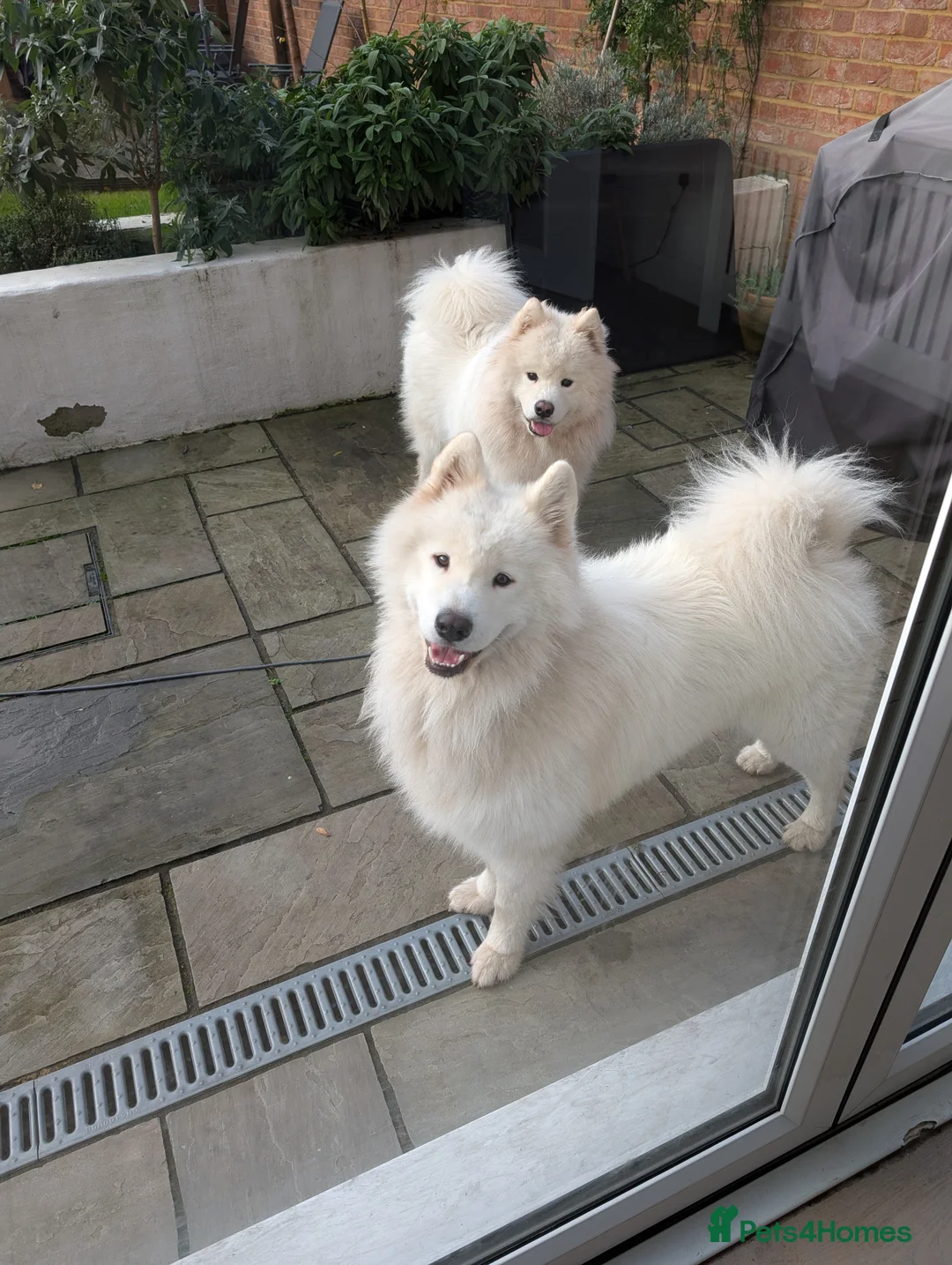 Samoyed dogs for sale: Beautiful Samoyed Echo – 1 Year 11 months - Advert 6
