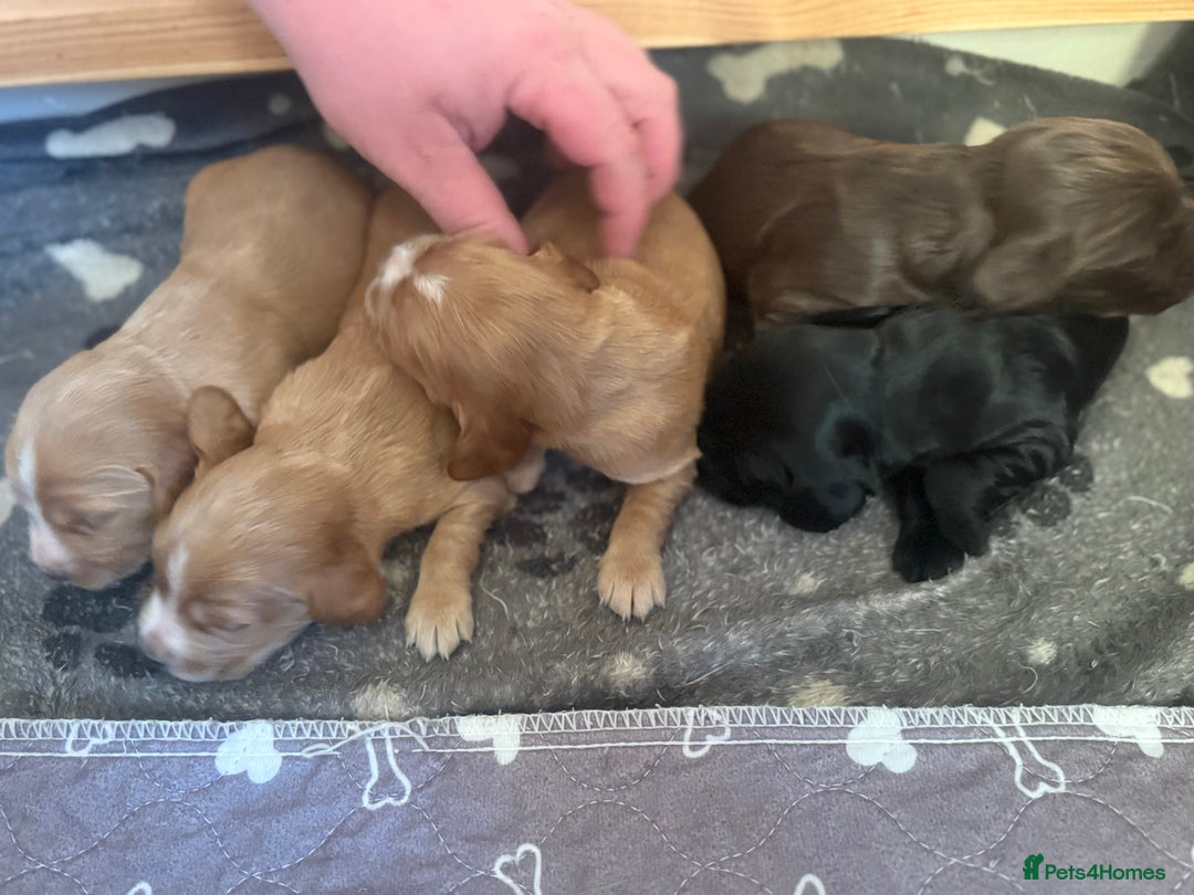 Cocker Spaniel dogs for sale: Cocker spaniel puppies for sale  - Image 23