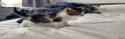 Mixed Breed cats for sale: 3 males, 1 female from loving family home - Advert 11