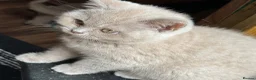 British Shorthair cats for sale: Liliac boy BSH  - Advert 3