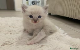 Ragdoll cats for sale: Ragdoll Kittens Male & Female - Image 16