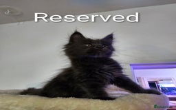 Maine Coon cats for sale: Pure Breed Maine Coon  - Image 10