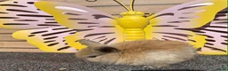 Lionhead rabbits for sale: Pure breed Lionhead  - Advert 15